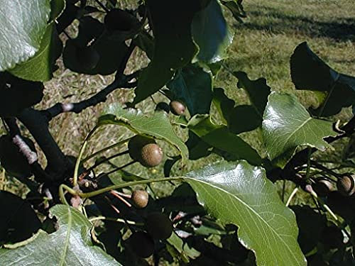 30 Stück Callery Birnbaum
