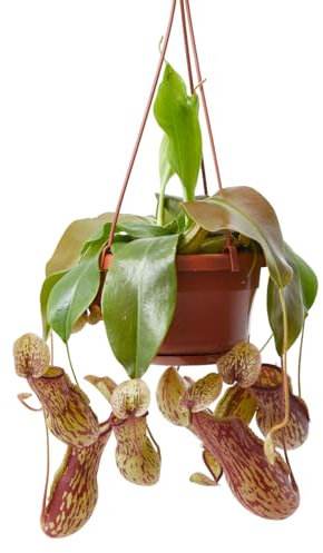 Verdecora Nepenthes Colgante en maceta de Ø13cm | Planta Carnívora Tropical con Jarras Decorativas | Ideal para Interior y Espacios Luminosos