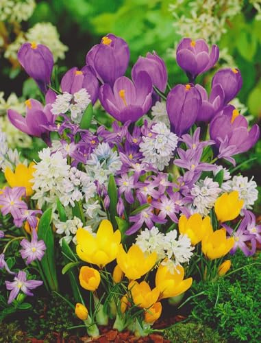 Buntes Blumenzwiebel Paket Bienenweide mit 100 Zwiebeln Krokusse Anemonen Blanda Schneeglanz Blausternchen Tulpenzwiebeln Nr7