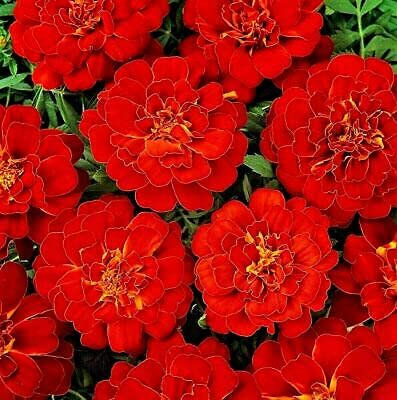 720 Seeds of French Marigold Red