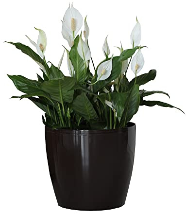 botle Pot de Fleur Rond Cache Pot en Plastique Jardiniere pour Plantes PlantesExterieures et Interieures Pot Brillant Noir D 135 mm H 119 mm