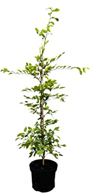 Carpinus betulus – Winterhart, Mehrjährig, Pflegeleicht – Hainbuche – Heckenpflanze für Garten & Sichtschutz