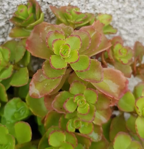 Sedum spurium/Orpin bâtard/Godet/Succulente