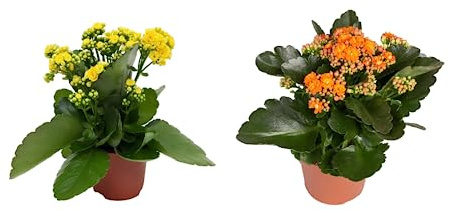 Duo de Kalanchoe Naturales Plantas Suculentas de Interior o Exterior