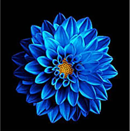 4 pcs-Dahlia Bulbs for Planting,Flowering Rhizome,Dahlia Tubers UK,Dahlia Bulbs Mix,Excellent Display Indoor Perennial Balcony Garden Bulbs-J