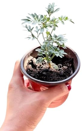 Ruda Planta Viva DECOALIVE Planta con Propiedades Medicinales