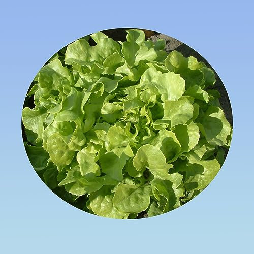 Planète graines - graines de laitue feuille de chêne blonde -3 grammes environ 2000 graines