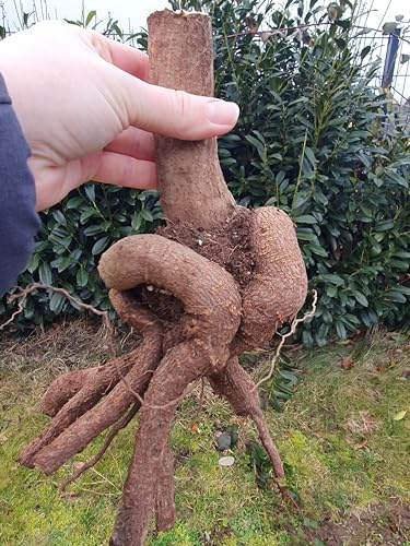 Radice XXL Paulownia Elongata, albero di Kiribaum
