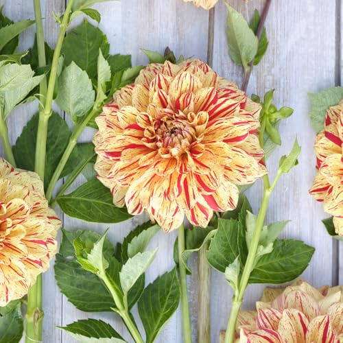 Ampoule de dahlia décoratif Gloriosa | ampoules de dahlia multicolores jaunes et rouges | MYPLANTIS.it | Expédié depuis ITALIE | bulbes d'été