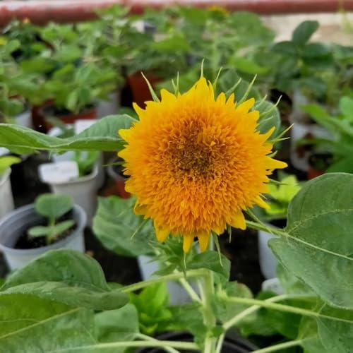 sonnenblumen sonnenblumensamen sonnenblume - winterharte stauden dauerblüher sommerblumen topfpflanzen draußen winterhart schattenpflanzen garten winterhart exotische zimmerpflanzen 800samen