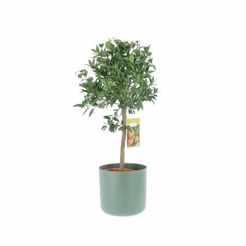KENTIS - Citrus Reticulata - Mandarine - Arbres Fruitiers en Pot - Plantes d'Extérieur - H 70-80 cm Pot de Ø 20 cm