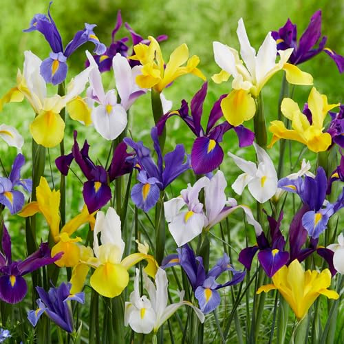 Gardeners Dream Iris Blumenzwiebeln 'Hollandica' (10 Stk.) - Iris Stauden Winterhart Mehrjährig Mix - Lila, Violett, Weiß & Gelb Blumenzwiebeln Frühling Mix - Gartenblumen Frühblüher Zwiebeln