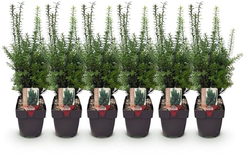 GreenboutiQ - Plantes de haie - Taxus media Hilii - feuillage vert - 6 plantes - 1 mètre linéaire - persistant - pot 17cm hauteur 60cm