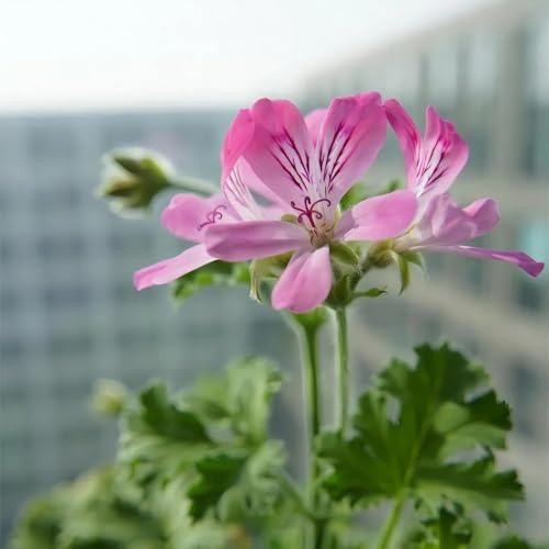 semi di geranio profumato, semi per aiuole rialzate, Pelargonium graveolens, da giardino roccioso resistenti 120pcs