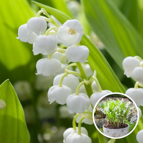 Plant in a Box - Convallaria Majalis 'Lirio de los valles' - rizoma/bulbo de flor - Juego de 10 piezas