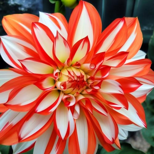 3 Dahlia Peaches and Cream Tubers for Planting (3 Large Tubers)