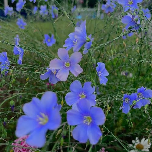 Semi di lino blu - vecchie varietà Semi di lino, Linum perenne, da giardino roccioso resistenti semi di giardino esotici perenni 400pcs