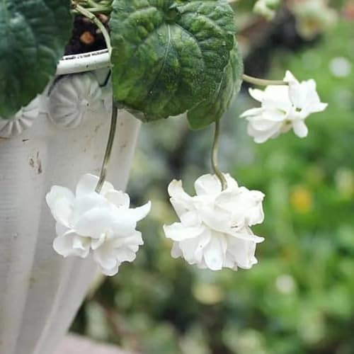 semillas de violeta perfumada de jardín al aire libre parterre de silvestres roca variedades antiguas balcón jardín rocas colgantes 300pcs