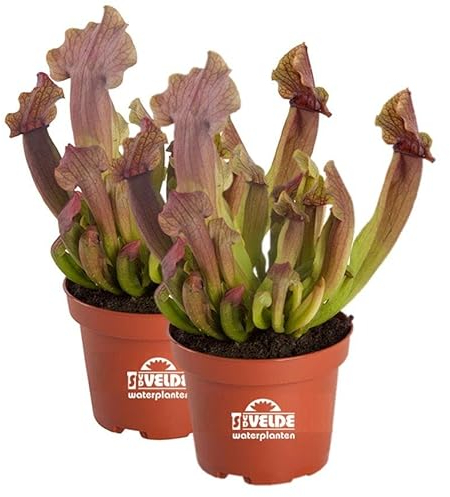 vdvelde.com - Schlauchpflanze Maroon - 2er Set - Winterhart - Fleischfressende Pflanzen - Topf-Ø 9 cm, Pflanzenhöhe: 20 cm - Van der Velde Wasserpflanzen