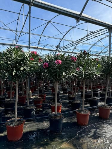 Sunny Tree - Pflanze - Oleander auf Stamm - Nerium Oleander - Höhe 140-160 cm - Farbe Rot - Pflanze für draußen - Immergrün im Winter - Mediterrane Pflanze