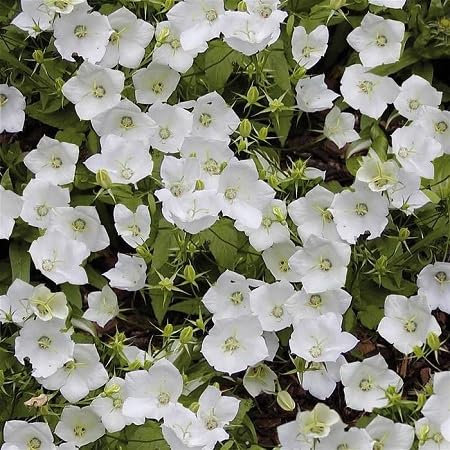 Campanula Flower Seeds 25pcs White