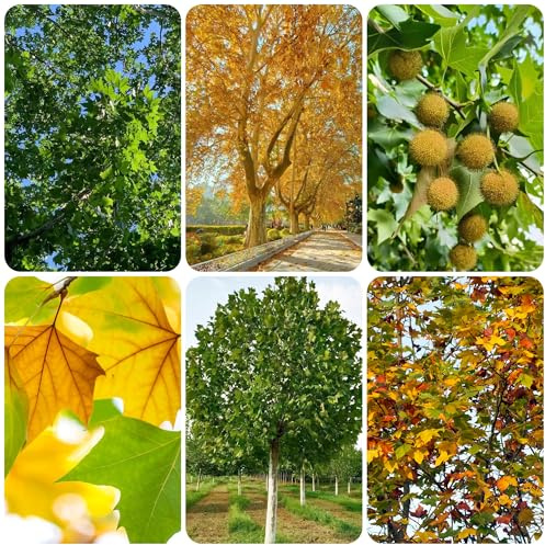 Platanus orientalis da appartamento resistenti in vaso da esterno giardino di semi di esotici giardino resistente resistenti in vaso sempreverdi balcone 130semi