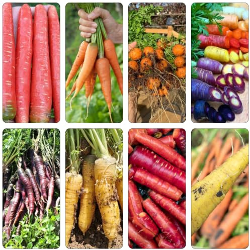 semillas de zanahoria - zanahorias jardín de semillas silvestres bonsái perennes resistentes balcón resistentes orgánicas 55pcs