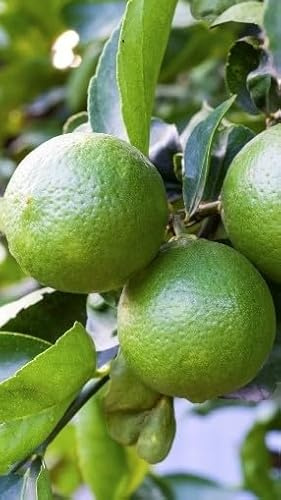 Pianta di Lime o Limetta in Fitocella