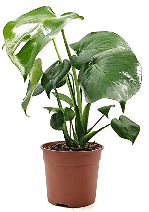 DECOALIVE Costilla de Adán Planta de Interior Natural Monstera Deliciosa, 8436601571229