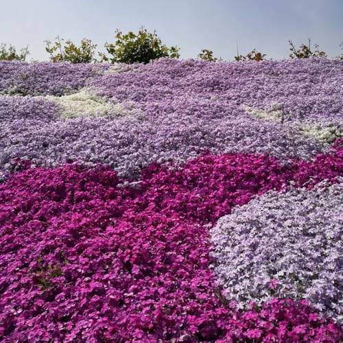 phlox bodendecker - zimmerpflanze exotische winterhart stauden balkongarten 750samen