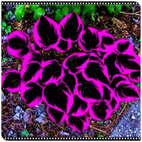 Seltene Funkie/Winterharte Funkie für den Außenbereich/Deutsche Gartenpflanze/Ideal für Garteneckenet-6 PCS-H
