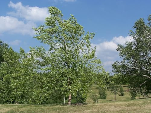 Schwarzbirke Betula Nigra 100 Samen