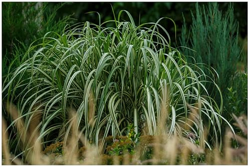 Stauden Gänge 10 x Miscanthus sinensis 'Cabaret' buntes großes Chinaschilf