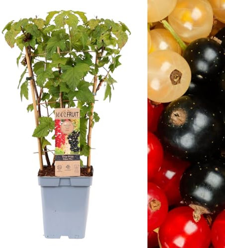 Carbeth Plants - Currant Ribes Fruit Plant Trio in 5L Pot - Three Currant Fruit Bushes Growing in One Pot - Red, White & Black - Tasty Edible Summer Fruit Easy to Grow Outdoor Garden Ready