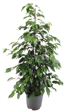 Ficus benjamina Danielle – Ø21 cm – 95 cm