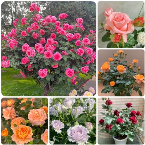 semillas de rosal resistente para el jardín de rosal trepador y fragantes de balcón perennes y resistentes 220pcs