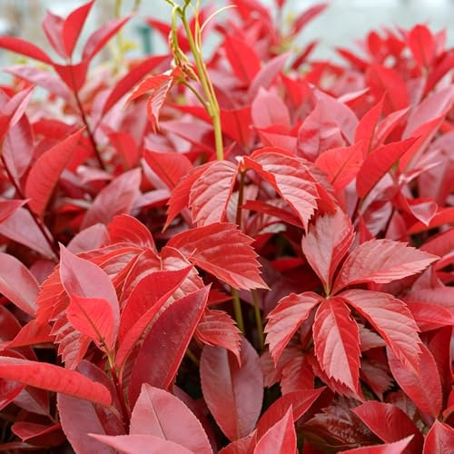 Photinia red robin de verano balcón de semillas decoración 700pcs