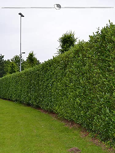 Kirschlorbeer Caucasica 100-120 cm im Topf. 20 St. Lorbeer = Sichtschutz Hecke