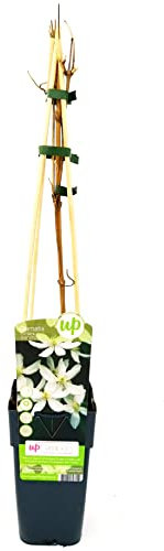 CLEMATIS BIANCA PIANTA RAMPICANTE, MONTANA GRANDIFLORA, ALTEZZA 50CM, pianta vera