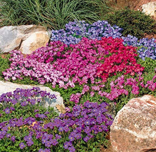 Rock Cress Hybrid Mix Seeds Aubrieta Giant Perennial Flowers for Planting Non GMO 100 Seeds