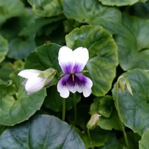 Semillas de violeta fragantes, decoración de jardín para exterior viola odorata, semillas de Las de jardín de rocas son resistentes 150pcs