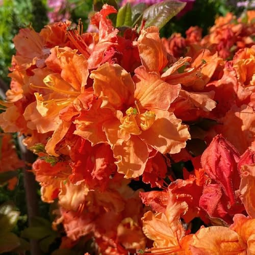 Semillas de rododendro, semillas de silvestres semillas de azalea, productos sostenibles variedades antiguas jardín 80pcs