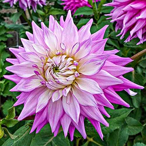 1 x Dahlia Decorative Dinnerplate - Enhances Your Summer Garden - Summer Flowering Bulb - Perennial – for Your Beautiful Garden (1 x Dahlia Decorative Dinnerplate Sir Alf Ramsay)