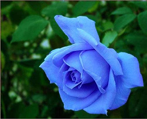 Semillas Beautiful Light Blue Rose Seeds 80 Semi – Compra 4 Articoli