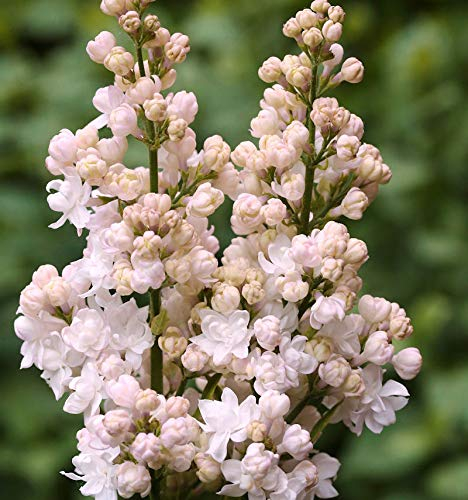 Edelflieder Schöne von Moskau - Kircher-Collection 40-60cm - Syringa vulgaris