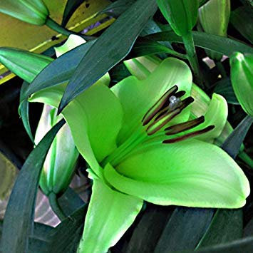 100 Samen/confezione Angebote Raro Esotico Cuore Blu Giglio Samen Topf Bonsai Pflanze Giglio Blumensamen für Hausgarten 13