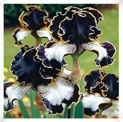 Mehrjährige Blumenzwiebel ist winterhart,Blumenzwiebel Mix, Mysteriöse magische Glühbirne, Winterhart pflanzen, Winterhart zwiebeln-3 iris blumenzwiebeln