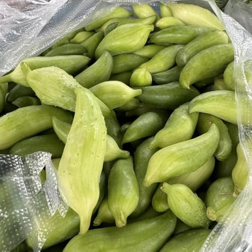 semillas de achocha, variedades de antiguas, invierno de Decoración de jardín para 100pcs