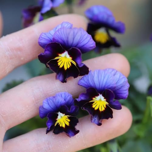 semi di viola del pensiero - balcone serra di primaverili selvatici, aiuola rialzata, resistenti 400pcs