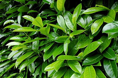 1 PIANTA DI PRUNUS LAUROCERASUS LAURO DA SIEPE VASO 18CM sempreverde